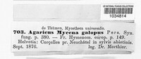 Mycena galopus image